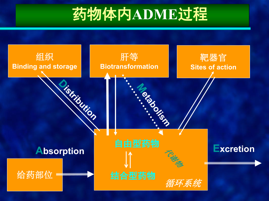 药代动力学模型及其含义_药代动力学模型的选择_建立药代动力学模型的目的