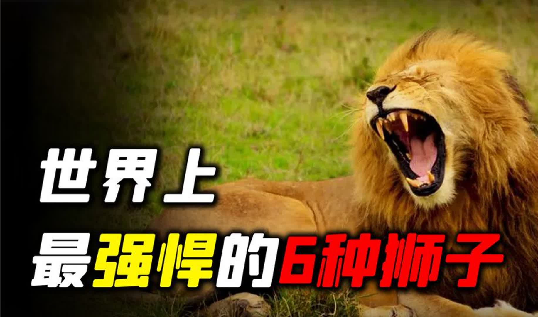 狮子东北虎打架视频_东北虎对战狮子视频大全_东北虎能打过狮子视频