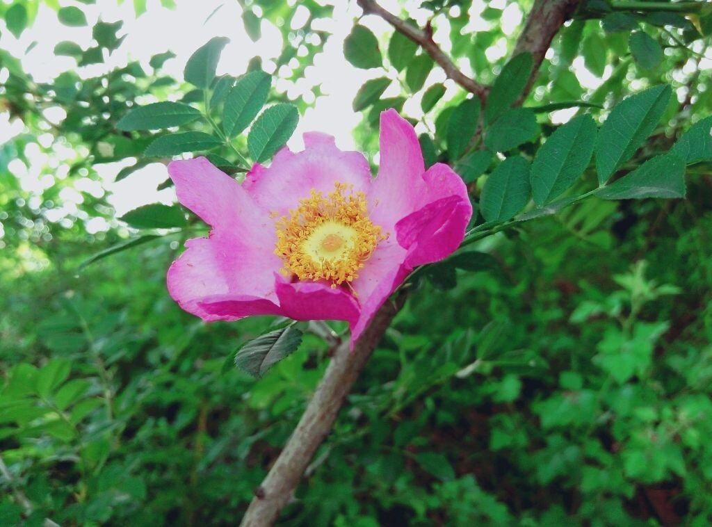 花刺代理连接失败不匹配_花刺代理连接失败不匹配_花刺代理连接失败不匹配