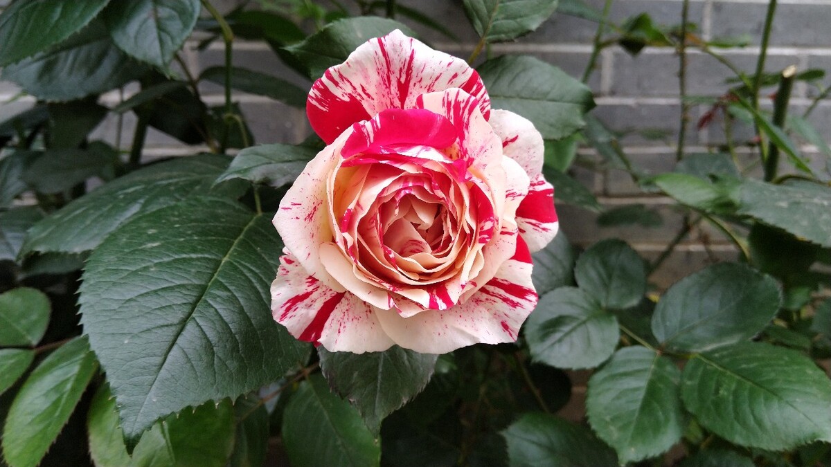 花刺代理连接失败不匹配_花刺代理连接失败不匹配_花刺代理连接失败不匹配
